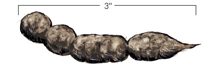 illustration of bobcat scat, approx. 3 inches in length.