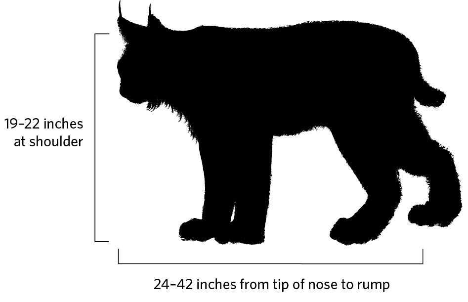 Illustration of bobcat profile. 19-22 inches at shoulder. 24-42 inches from tip of nose to rump.