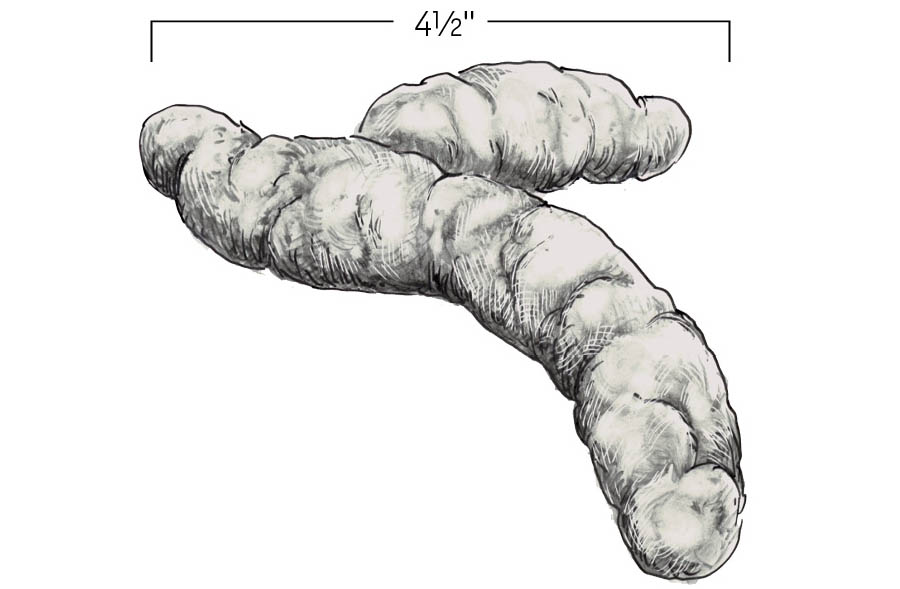 Illustration of Canada Lynx scat. Approximately 4.5 inches in length.