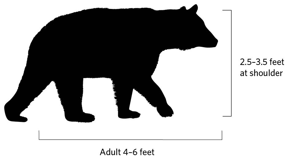 Illustration of black bear profile. 2.5-3.5 feet at shoulder. Adult 4-6 feet.