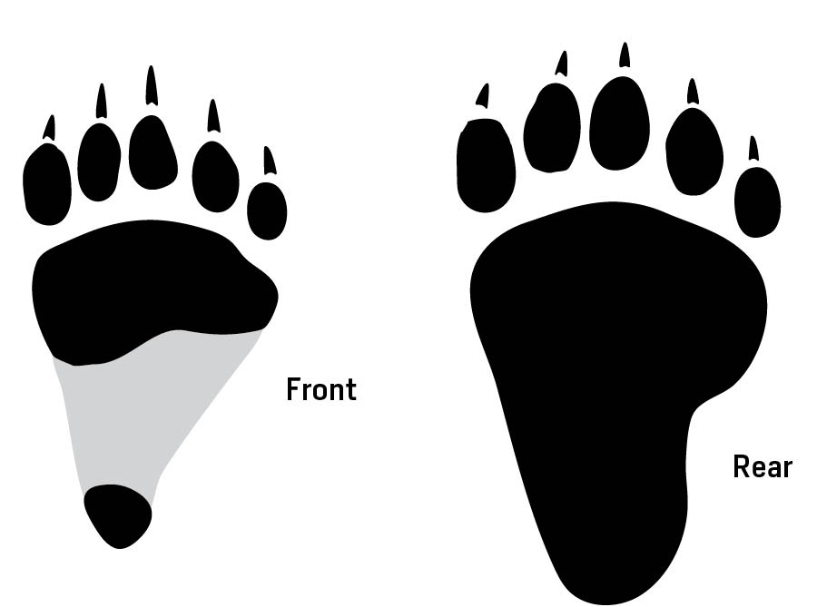 Illustrations of front and rear black bear tracks