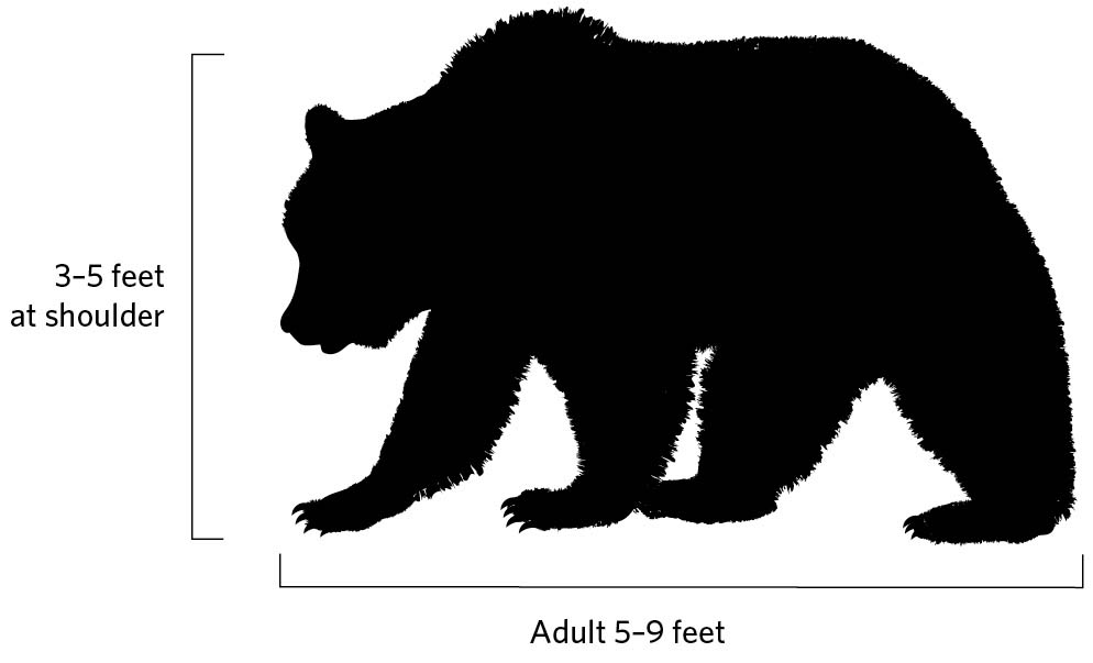 Illustration of grizzly bear profile. 3-5 feet at shoulder. Adult 5-9 feet.