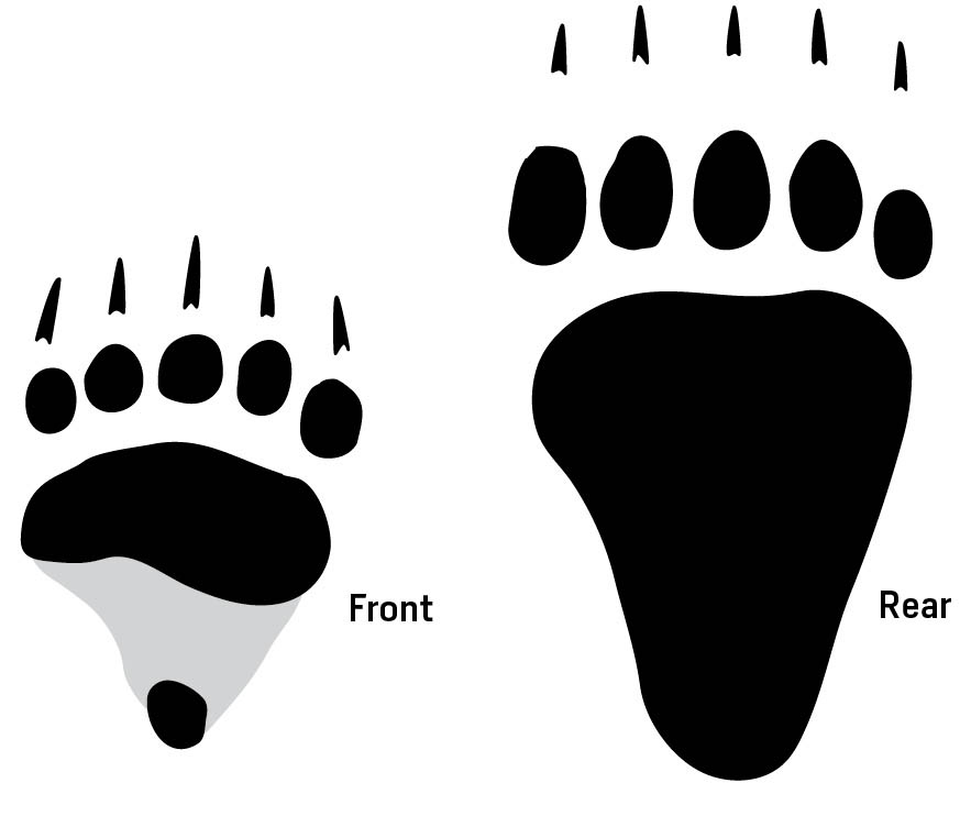 Illustrations of front and rear Grizzly Bear tracks