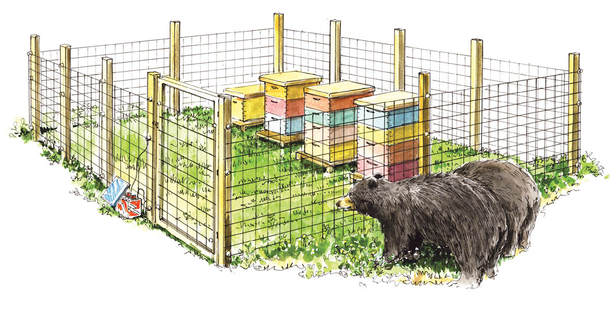 Illustration of two black bears stalking fenced-in beehives, but are not able to get at the hives.