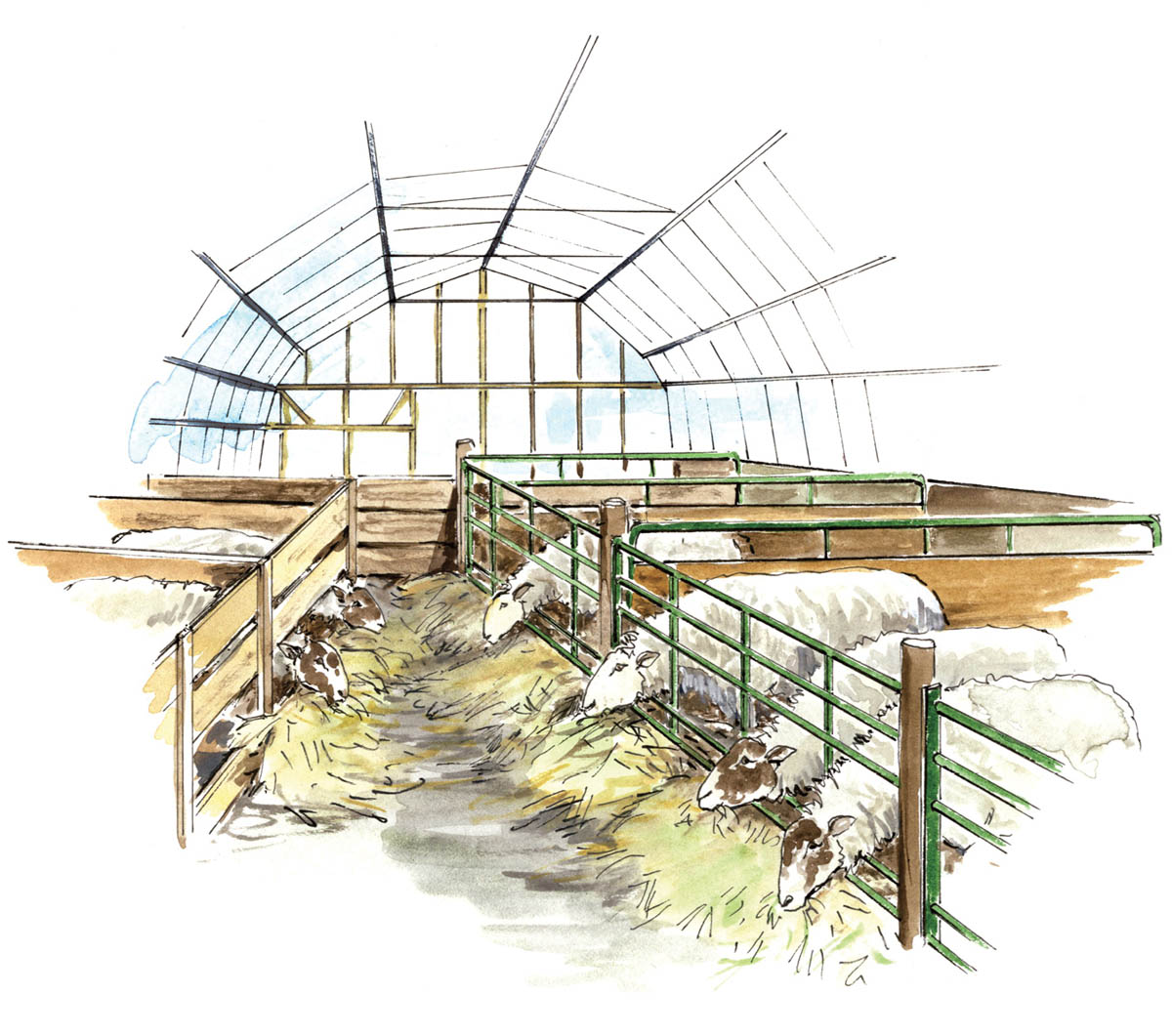 Illustration of sheep eating hay inside a lambing shed.