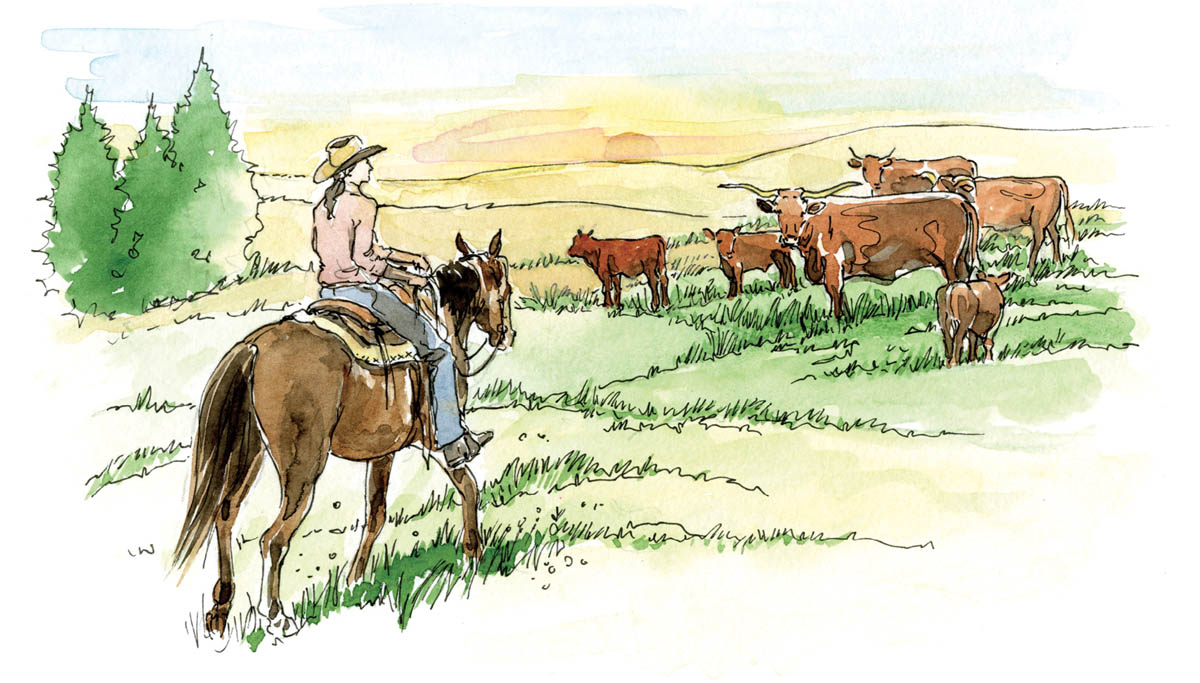 Illustration of mounted range rider in a field with cattle.