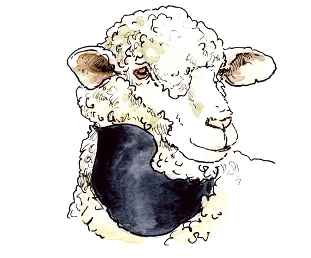 Illustration of a sheep wearing a plastic protective collar