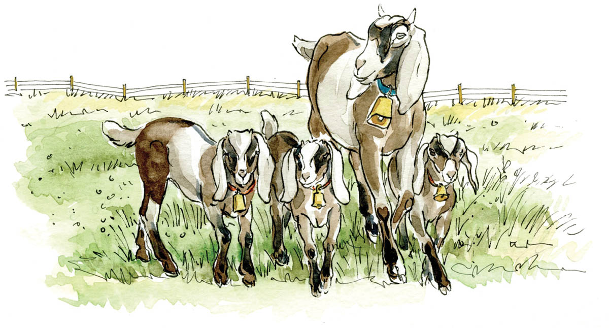 Illustration of mother goat and her three kids in a field wearing bells around their necks.