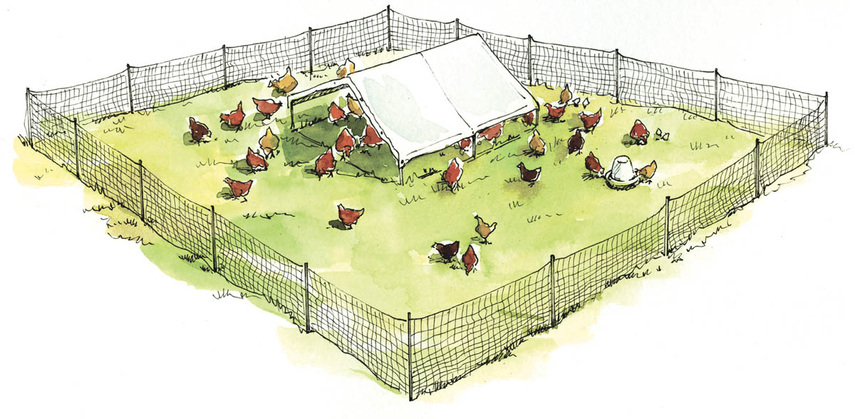 Illustration of poulry enclosed in a wire mesh fence with tarped shelter in the center.