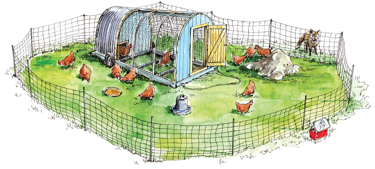 Illustration of poulry enclosed in a electric mesh fencing with a movable chicken shelter in the center.