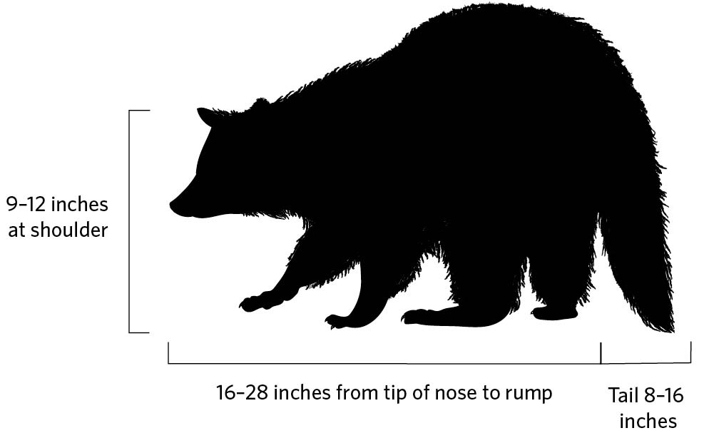 Illustration profile of a northern raccoon. 9-12 inches at shoulder. 16-28 inches from tip of nose to rump. Tail 8-16 inches.