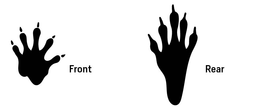 Illustration of northern raccoon tracks, front and rear feet.