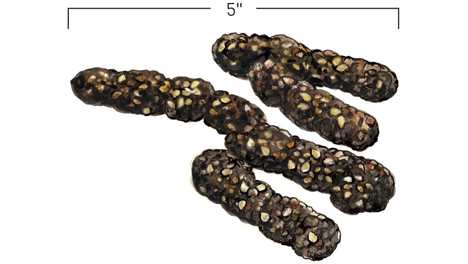 Illustration of northern raccoon scat, several long tubular speckled pieces, upt to 5-inches in length.