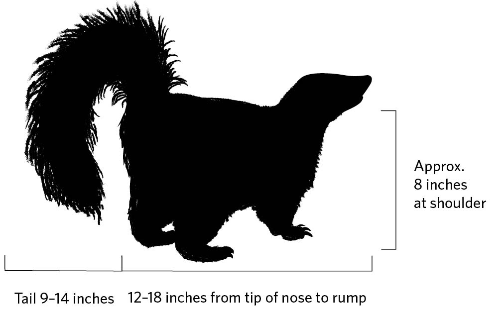 Illustration of a striped skunk profile. Tail 9-14 inches. 12-18 inches from tip of nose to rump. Approx. 8 inches at shoulder.