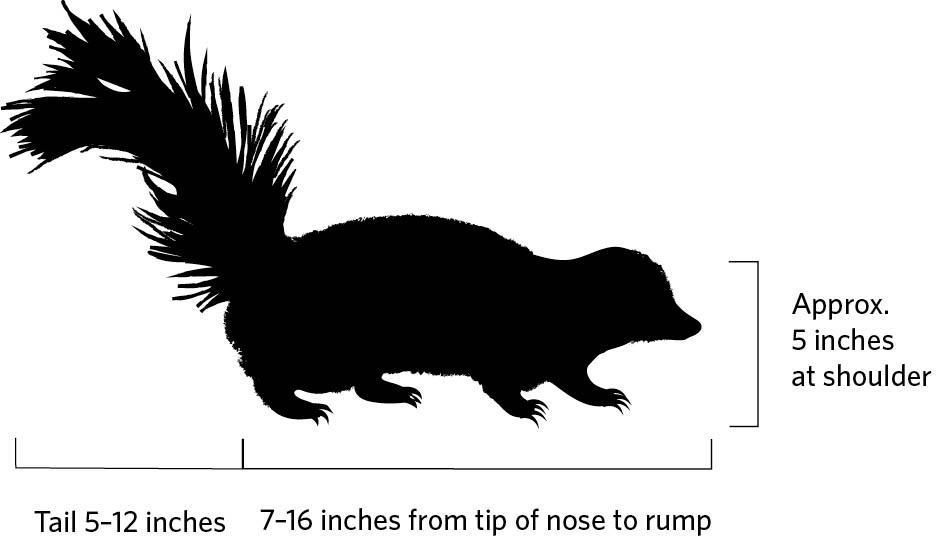 Illustration of a spotted skunk profile. Tail 5-12 inches. 7-16 inches from tip of nose to rump. Approx. 5 inches at shoulder.