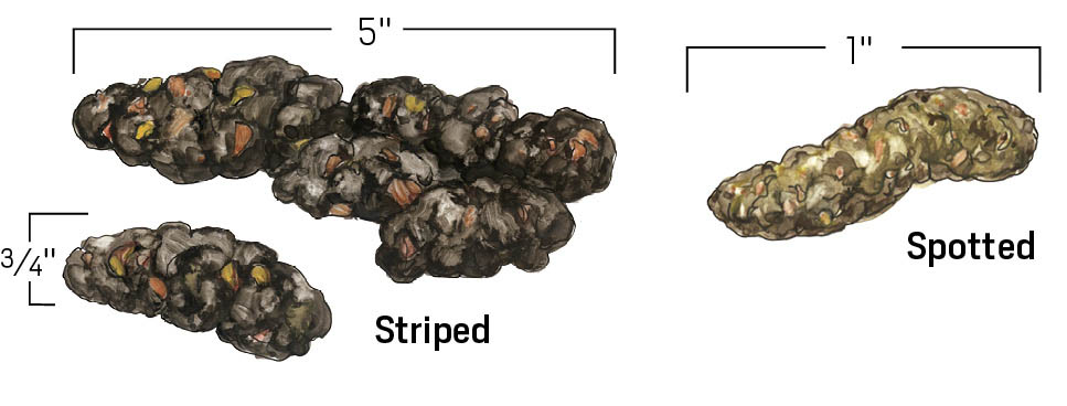 Illustration of scat from both a spotted skunk and a striped skunk. Striped is up to 5 inches long and dark brown. Spotted skunk scat is approximately 1 inch in length and a lighter brown color.