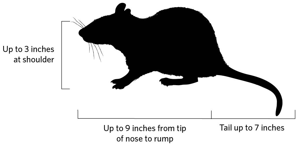 Illustration of the profile of a Norway rat. up to 3 inches at shoulder. Up to 9 inches from tip of nose to rump. Tail up to 7 inches.