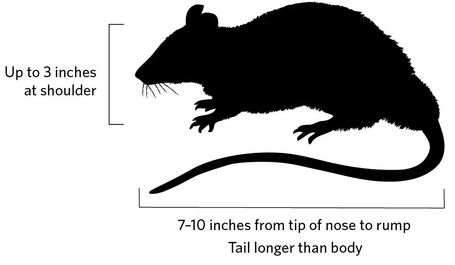 Illustration of the profile of a black rat. Up to 3 inches at shoulder. 7-10 inches from tip of nose to rump. Tail longer than body.