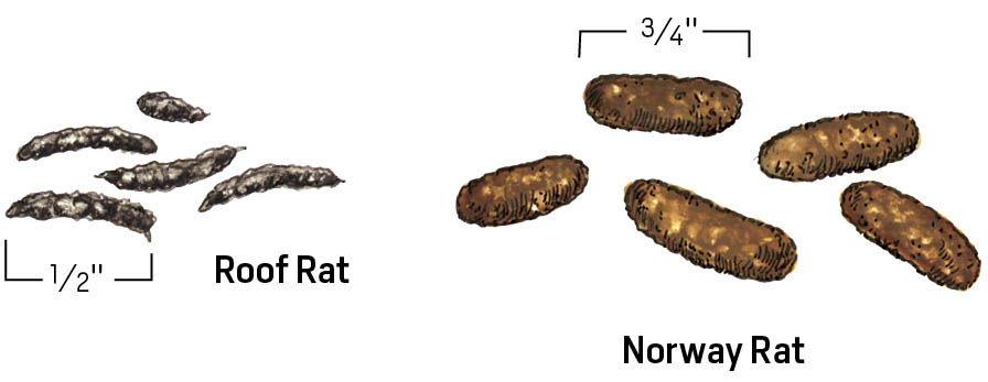 Illustration of scat from roof rat and Norway rat. Roof rat scat is approx. half-inch long, black, resembling shape of rice, but a little more tapered at ends. Norway rat scat is brown, 3-quarters of and inch in length, resembling oval pellets.