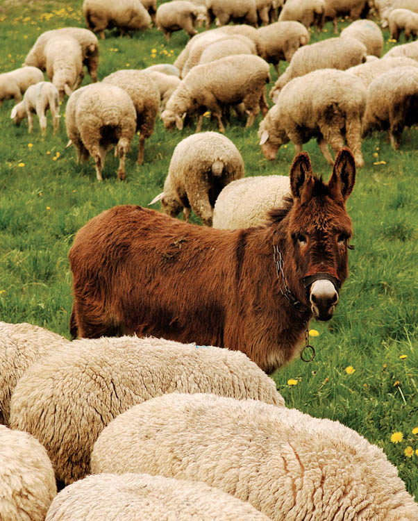 Photo of a guardian donkey in a grassy field among a flock of sheep.