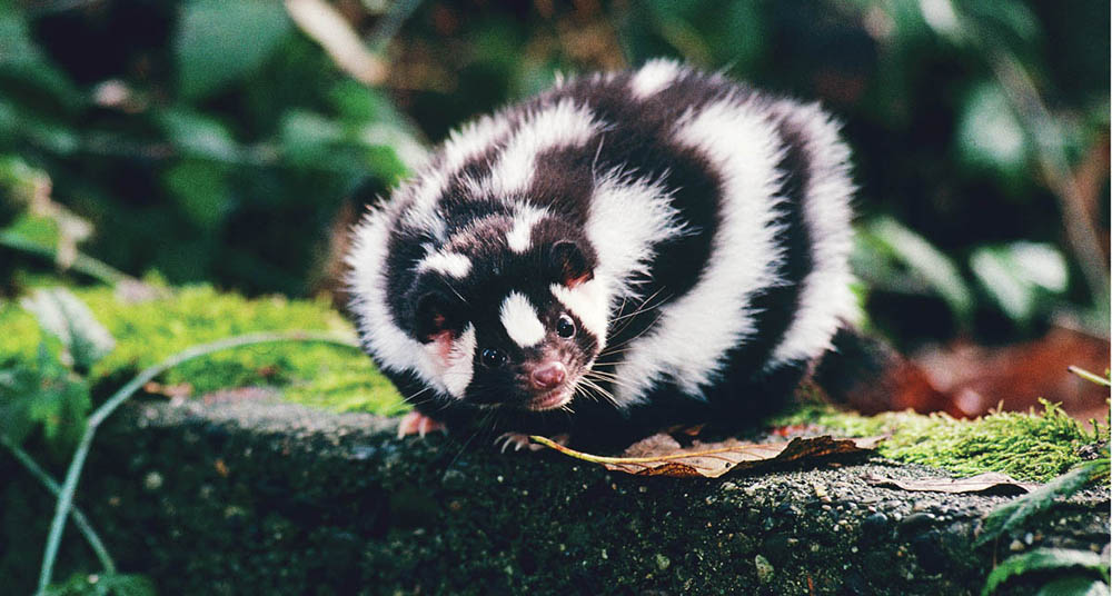 Photograph of a spotted skunk atop a moss-covered stone ledge with a lush, leafy green background. The skink is small and black with lots of pure white splotches all over. The splotches, while irregular, are elongated ovals in shape.