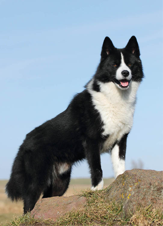 Photo of black and white Karelian Bear Dog standing alert atop a rock in a field.