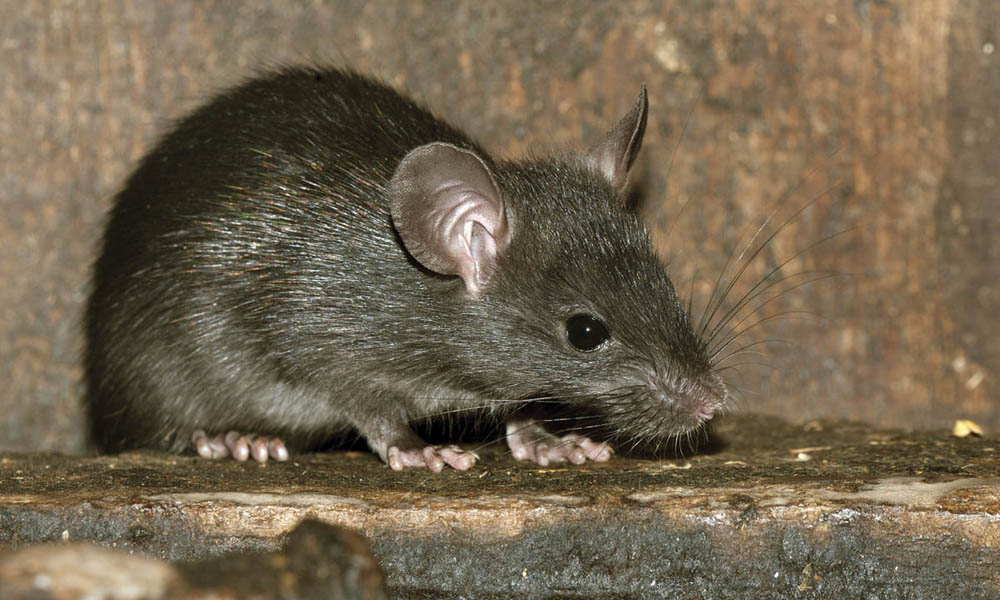 Photo of a black rat on a wet stone surface with stone or cement background. The black rat is dark grey in color, black eyes, and large ears.