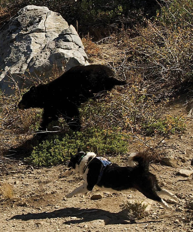 Photo of black and white Karelian Bear Dog running at a black bear.