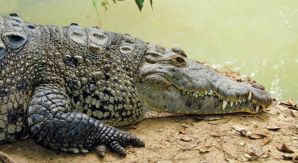 Photo of American Crocodile, taken from the side, showing head and body just past front arm. Croc is sunning itself on a muddy bank alongside a body of water.