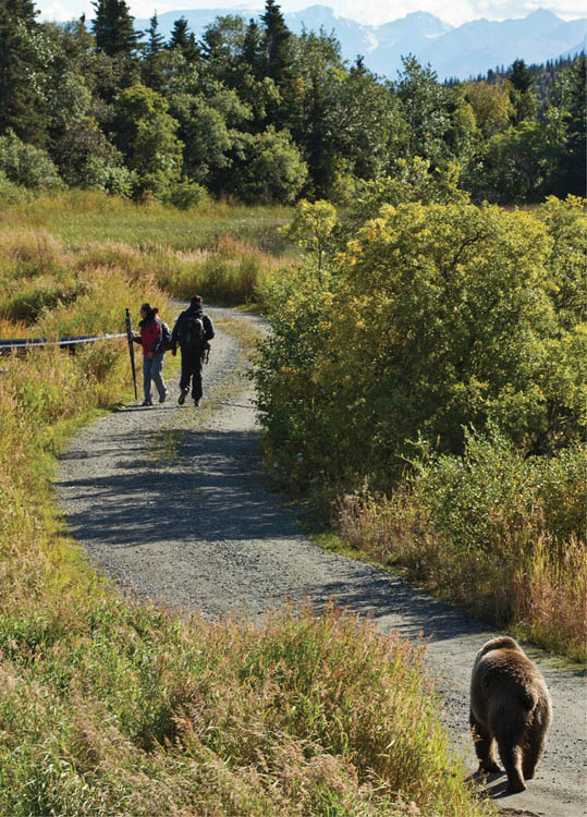 Photo of two hikers walking along a gravel road surrounded by tall grass and brush, and a grizzly bear heading down same road toward the hikers.