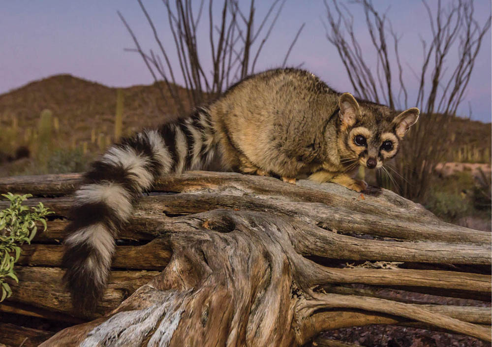 Photo of a ring-tailed cat standing on all fours, looking right at the viewer, on a piece of deadwood at dusk. The animal's tail is furry and alternates black and light grey rings, body is mottled gray fur, ears stand erect, eyes are dark orbs with lighter tan-grey rings around, and a darker grey ring around that. Has a black nose and whiskers.