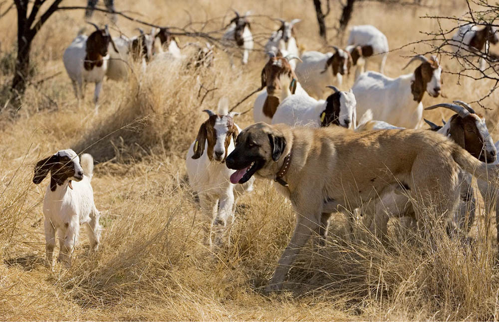 Photo of LGD dog watching over goats in a field.