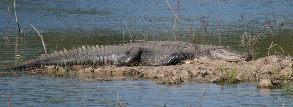 Photo of American Alligator sunning itself on a muddy bank.