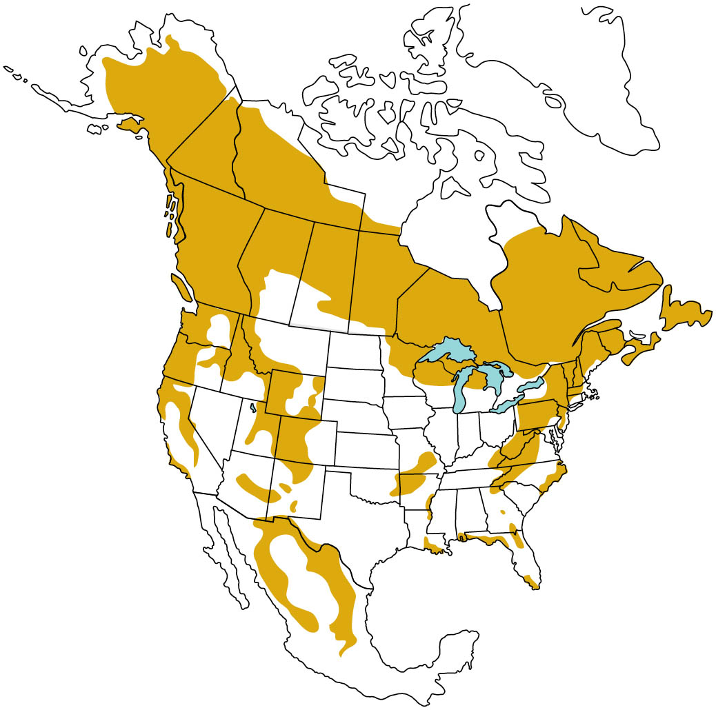 Map of North America highlighting the black bear range.