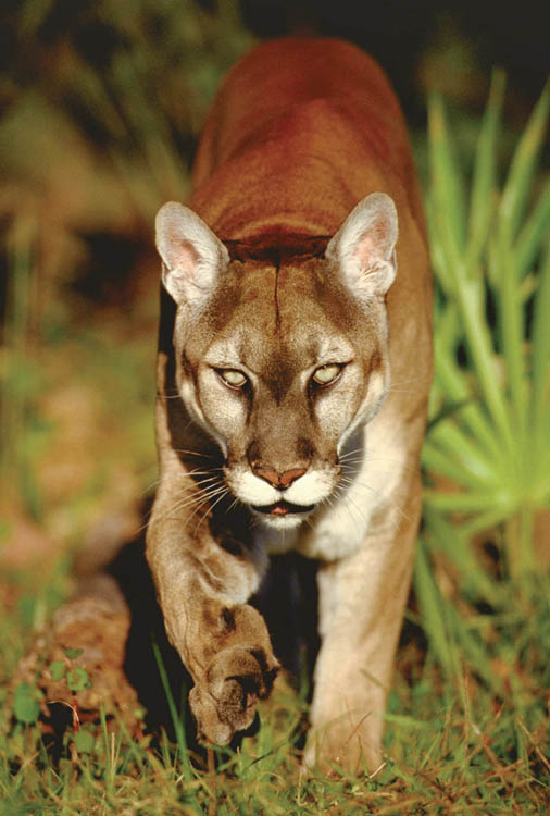 Photo, head on, of a buff colored Florida panther with pale yellow, intent looking eyes, walking right toward the viewer. Background is of grass and palms. 