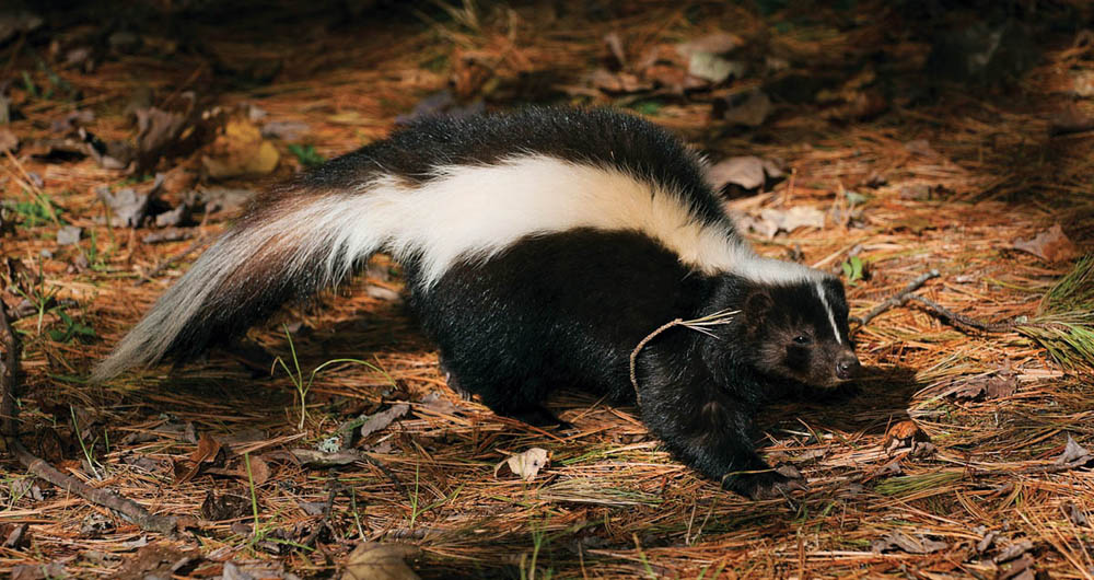 Photo of a striped skunk on a pine-needled coated forest floor. The skunk is black with a thick white stripe fron the top of its head to the tip of its tail. The stripe continues from the head to the tip of the nose, but as a very thin line.