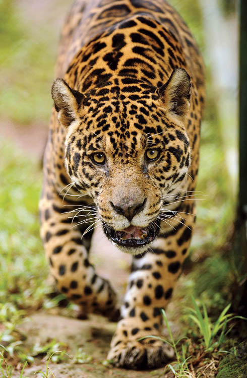 Photo, head on, of a jaguar with yellow eyes, reddish-buf coat with black rose-like spots, walking right toward the viewer. Background is grass and dirt.