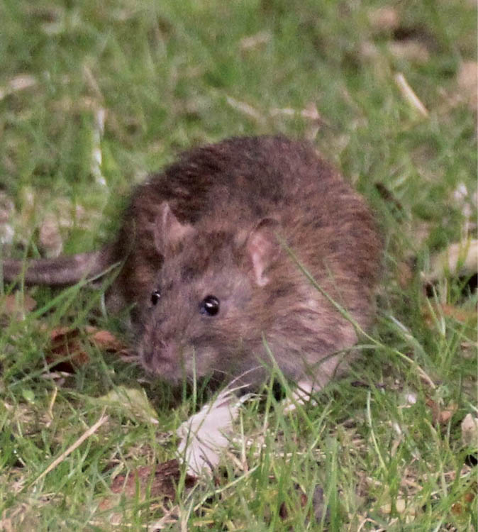 Photograph of a Norway rat (brownish-grey in color) on a grassy lawn.