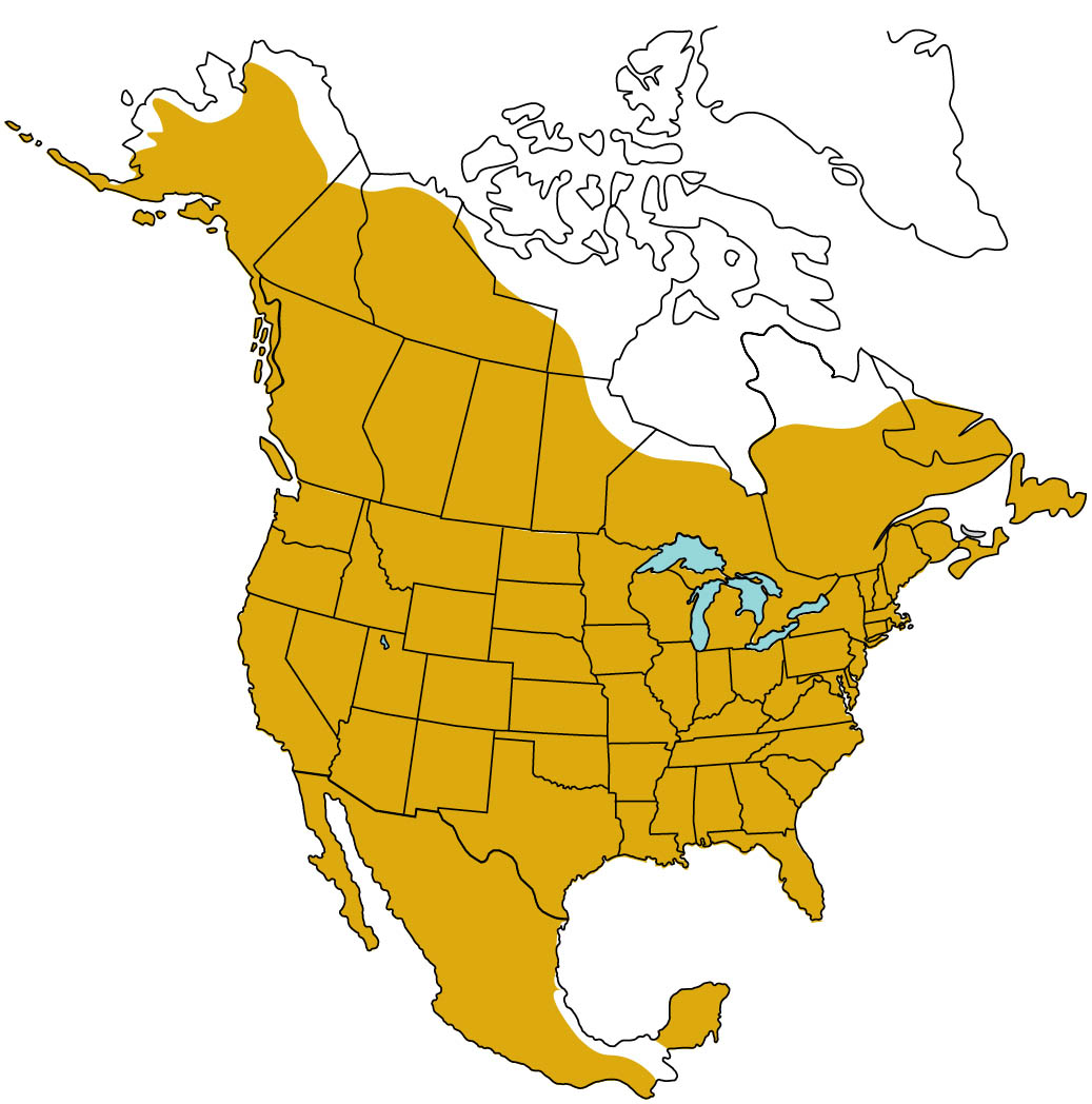 Map of North America highlighting the Great Horned Owl range.