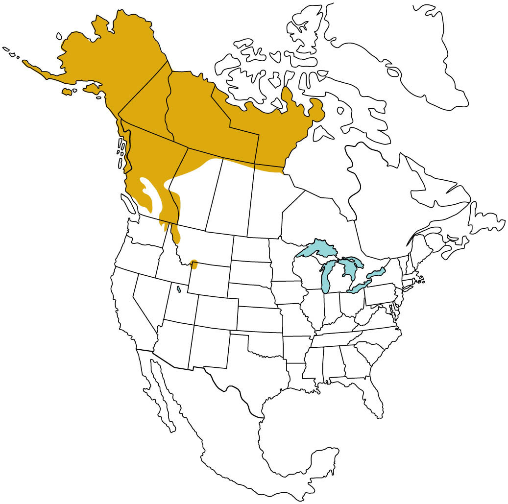 Map of North America highlighting the grizzly bear range.