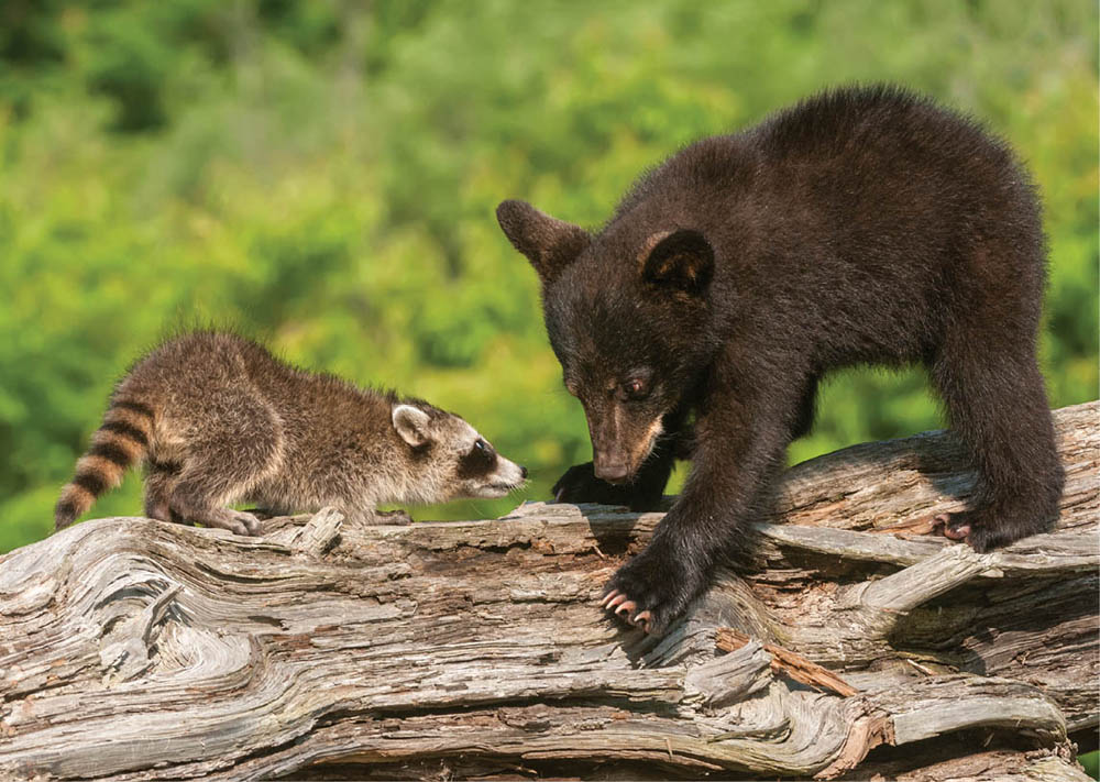 Photo of a black bear cub and a raccoon on fallen dead wood, noses almost touching. Cub looking playful, raccoon looking curious.