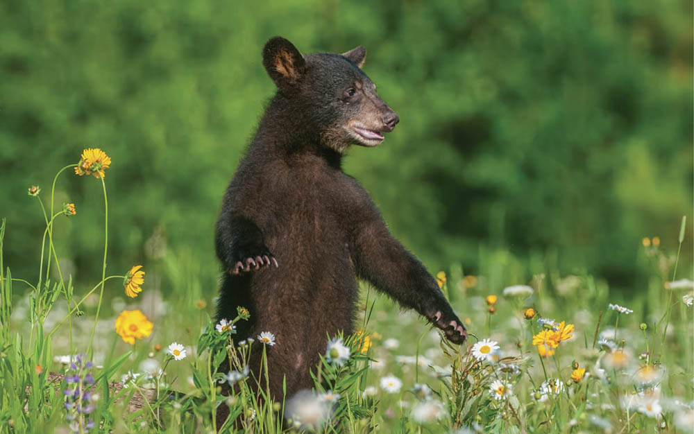 Photo of a black bear cub standing in a field of wildflowers, ears erect.