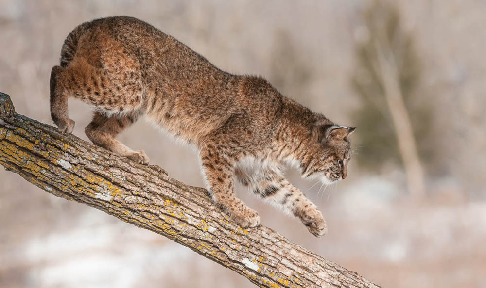 photo of a bobcat walking down the trunk of a fallen tree that is angled toward the ground. Background is of a snowy, leaf-less forest.