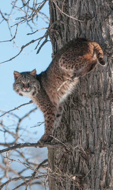 Photo of bobcat, acrobatically balanced between bare branches of a hardwood tree. Rear legs are on a thin branch several feet higher than the front feet. Bobcat gazing out at viewer.