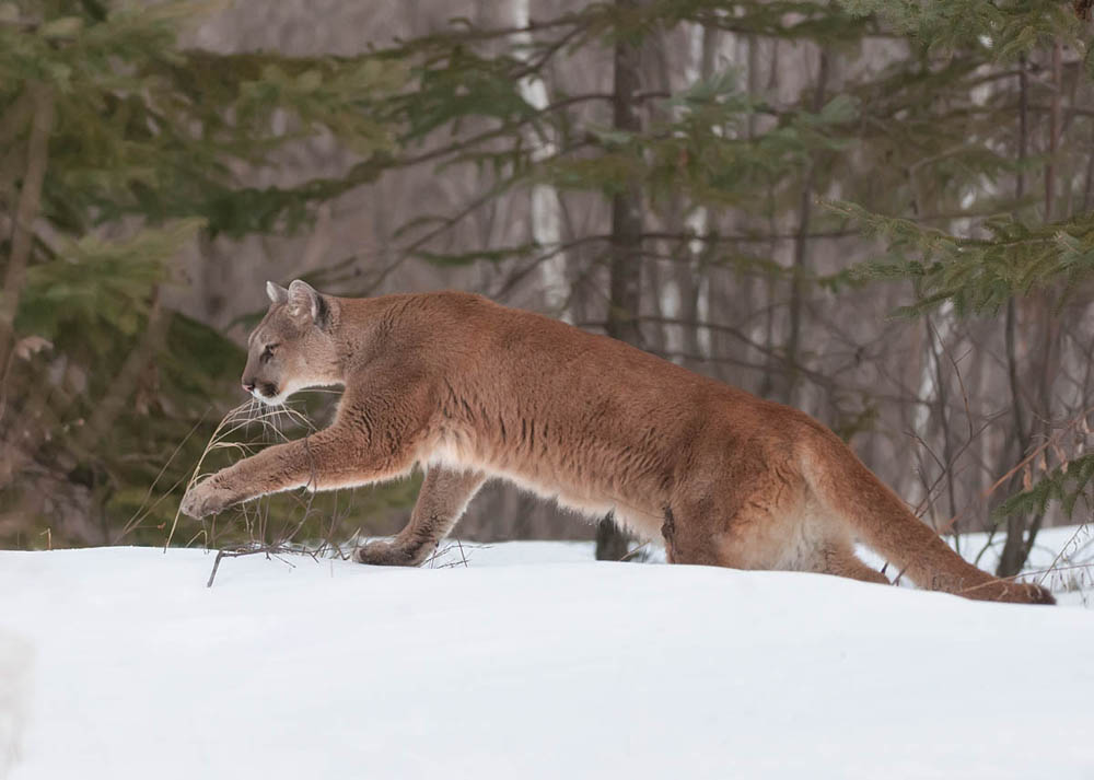 Photo of a mountain lion, reddish-tan in color with a ligher underbelly, walking through deep snow in a forest with evergreens.