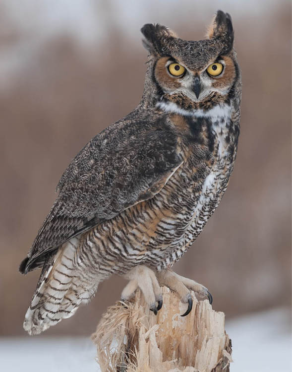 Photo of a great horned owl perched atop a broken tree. Ears alert, big yellow eyes with pitch black iris is staring right at viewer