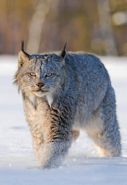 Photo of bobcat walking through snow. Gaze is intent, looking directly at viewer with pale yellow eyes.