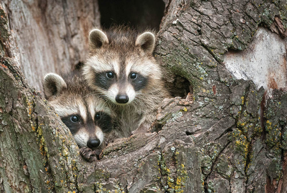 Photo of two raccoon faces peering out from a hole in rotted hardwood tree.