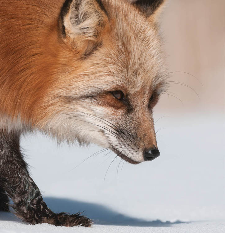 Photo, close-up of red fox face. Head low to snow covered ground — stalking prey.