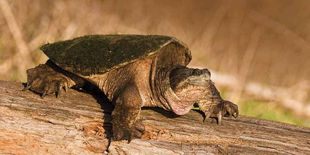 Photo of a common snapping turtle on a log.